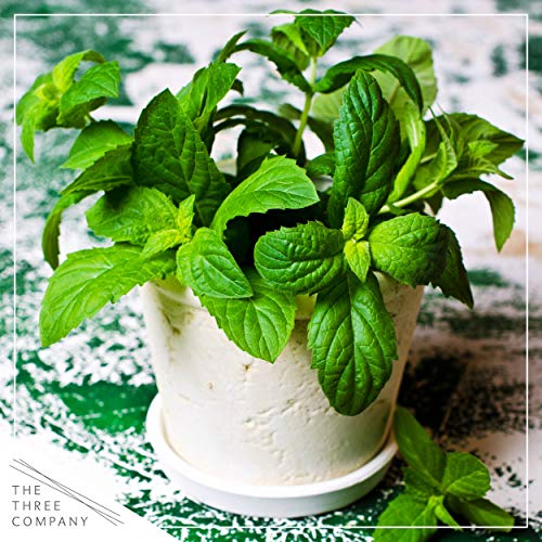 Live Aromatic and Edible Herb Assortment (Lemon Verbena, Eucalyptus, Mint, Lemon Balm, Other Assorted Herbs), 6 Plants Per Pack