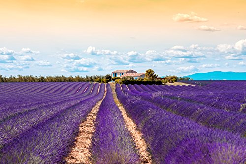 US Organic 100% Pure Lavender Essential Oil, Directly sourced from Bulgaria, USDA Certified Organic, Undiluted, for Diffuser, Humidifier, Massage, Skin, Hair Care, Non GMO, 30 ml 2 Pack