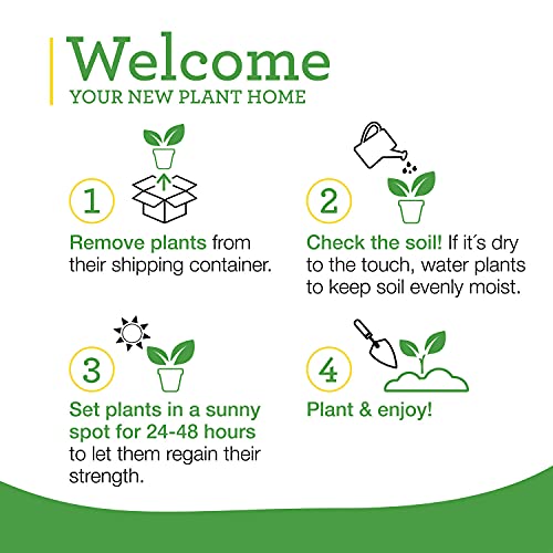 Bonnie Plants Sweet Basil Live Herb Plants - 4 Pack, Warm Season Annual, Italian & Asian Dishes