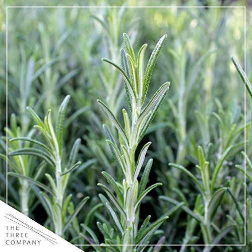 Live Aromatic and Edible Herbs - Assorted Varieties (4 Per Pack) - Lemon Verbena, Eucalyptus, Mint, Lemon Balm - 6" Tall by 3" Wide in 1 Pint Pot