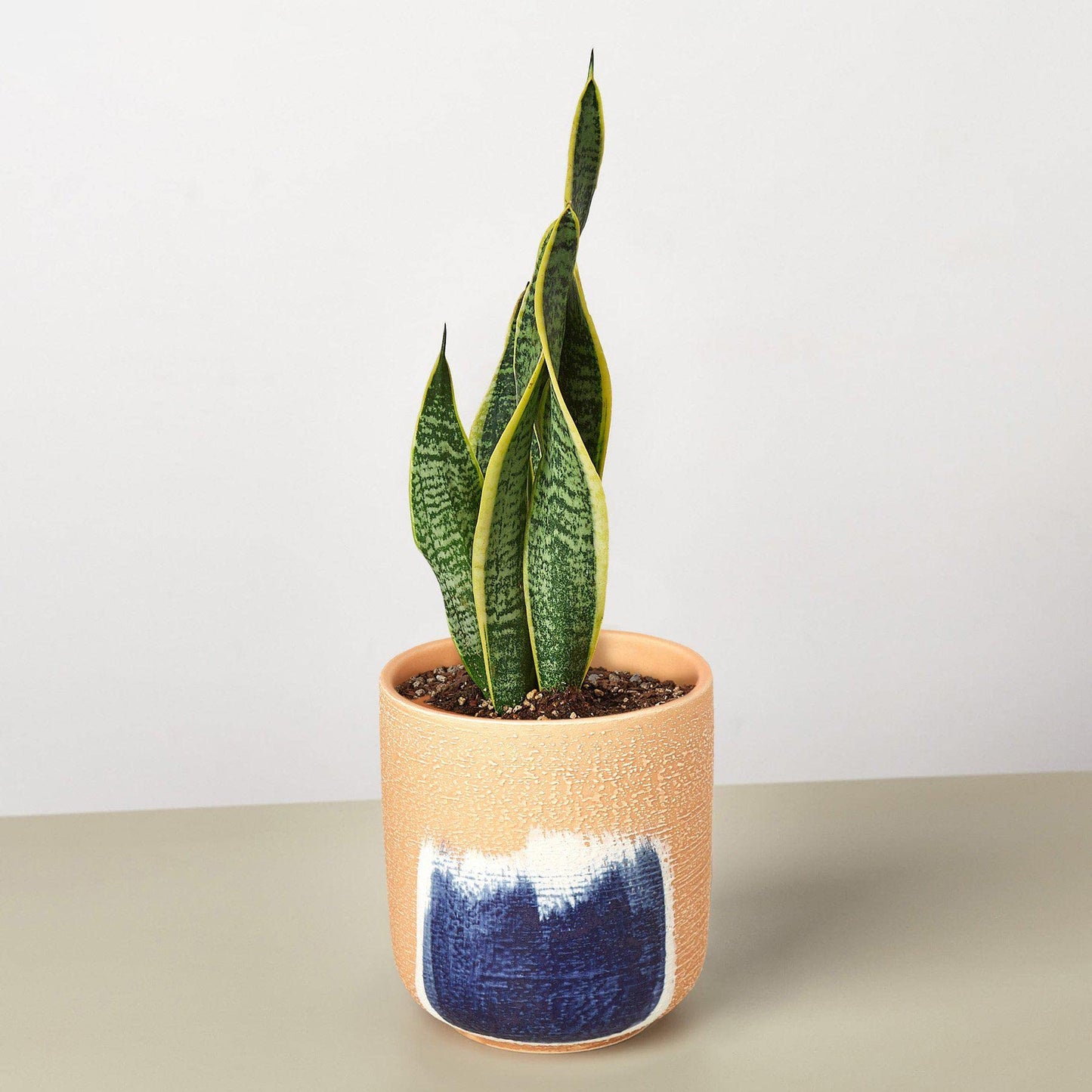 House Plant Shop | Snake 'Laurentii'- 4" Pot| Live Indoor Plant | Easy to Care | Natural Décor Plant | Great Gifts| Free Care Guide