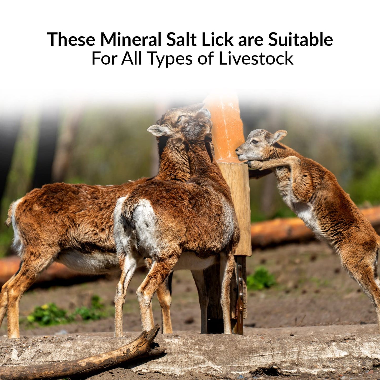 Himalayan Nature 100% Natural Himalayan Rock Deer Salt Block - Animal Licking Mineral Salt Block, Natural Feed Salts Blocks, 5 Lbs, 2x4x8 inch, Pack of 1