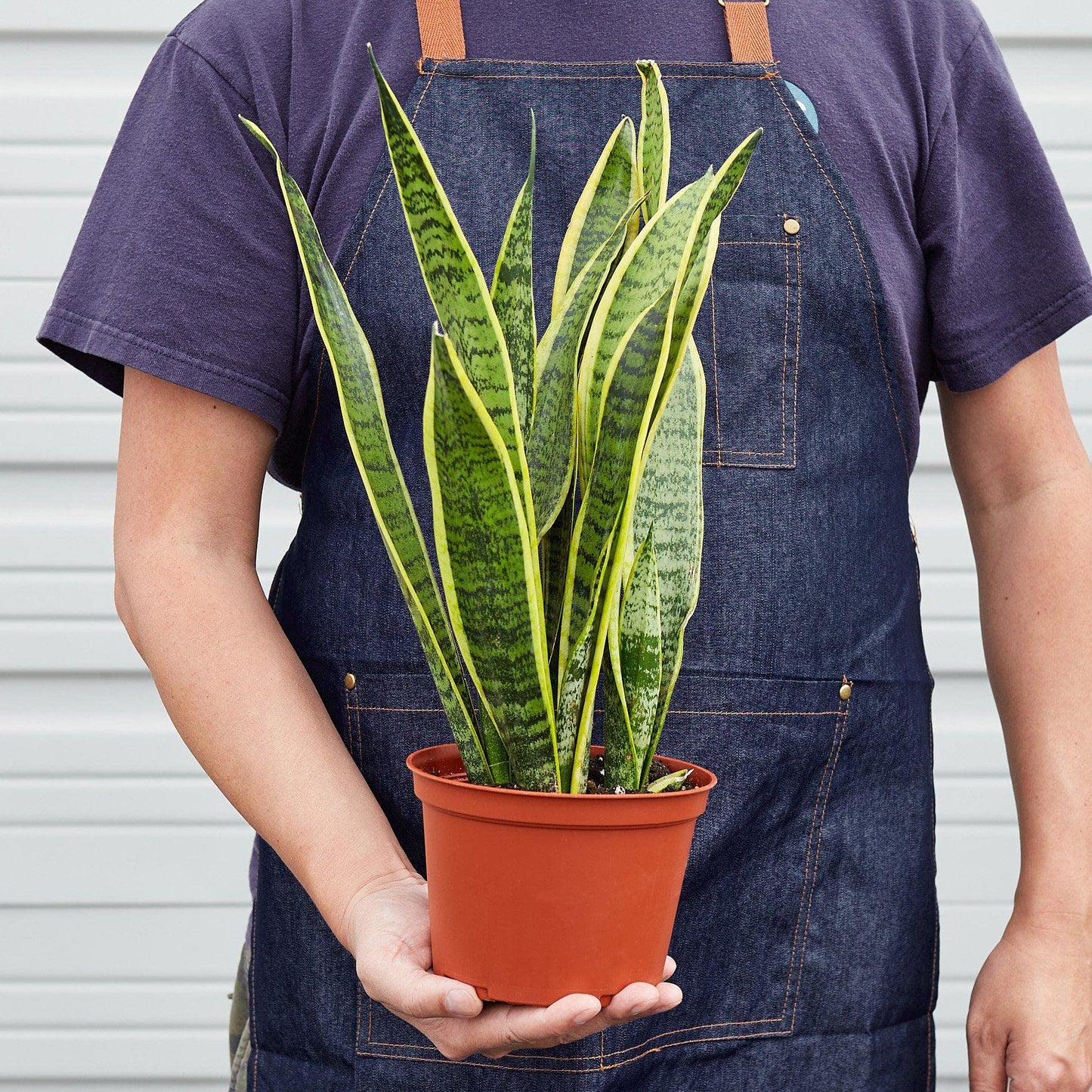 House Plant Shop | Snake 'Laurentii'- 4" Pot| Live Indoor Plant | Easy to Care | Natural Décor Plant | Great Gifts| Free Care Guide